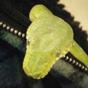 Juno