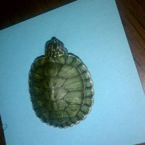 yellow belly slider