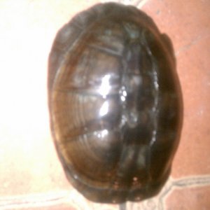 African Sideneck