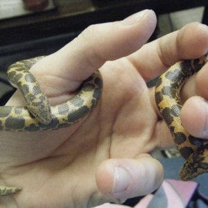 Porthos & D'Artagnon
