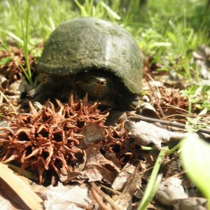 Musk Turtle