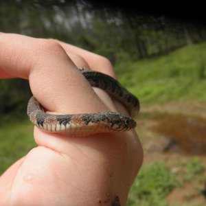 Water Snake