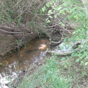Herping area #1
