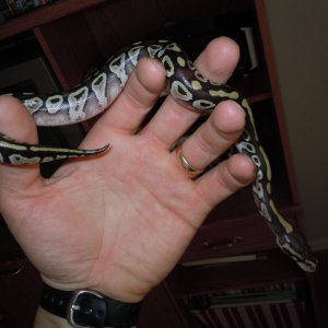 2011 Mojave BPs