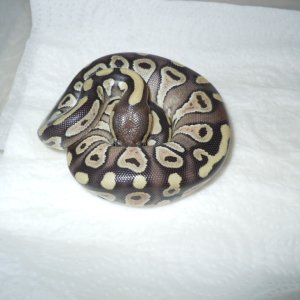 2011 Mojave BPs