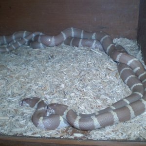 White-banded Ruby-eyed Lavender Cal.Kings
