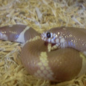 White-banded Ruby-eyed Lavender Cal.Kings
