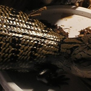 jurassic nation usa.com