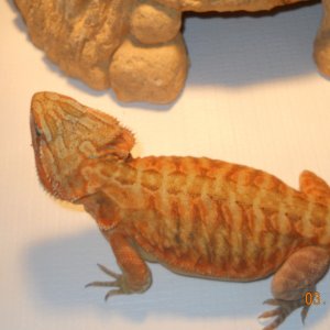 chelsea