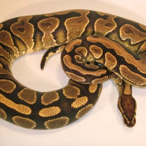 Yellow Belly Female Adult