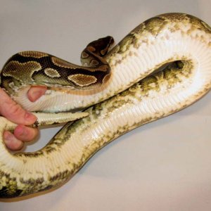 Yellow Belly belly