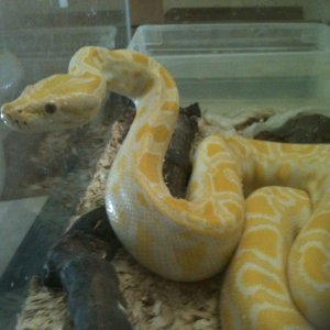 MY BURM