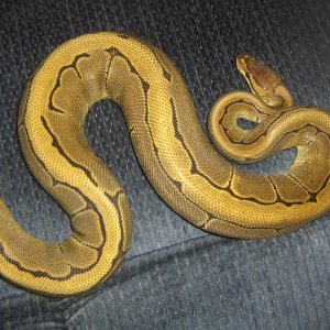 pin stripe female