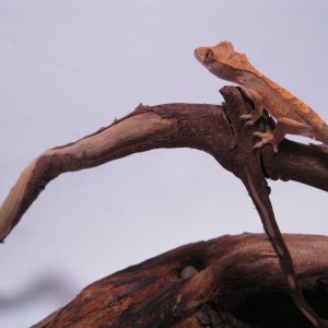 hatchling crestie