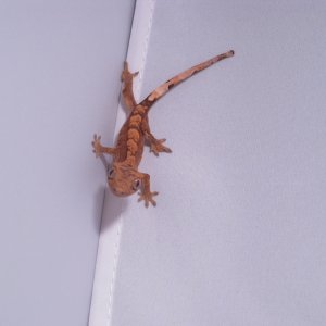 hatchling crestie