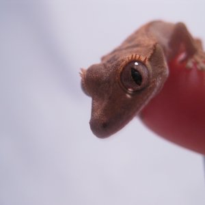 hatchling crestie