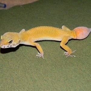 gecko_056