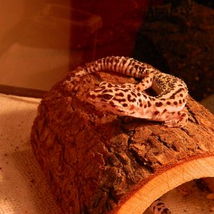 pets_004