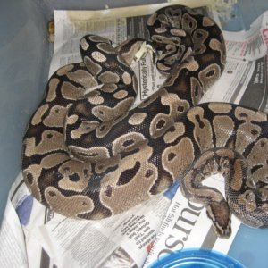 vpi axanthic x wc axanthic