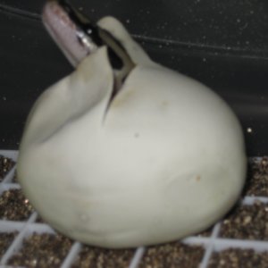 vpi axanthic x wc axanthic