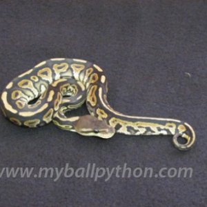 Cinnamon Ball Python