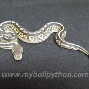 Cinnamon Ball Python