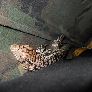 B&amp;W and red hybrid tegu