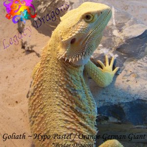 Goliath