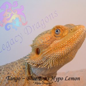 Tango