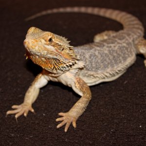 Freddie