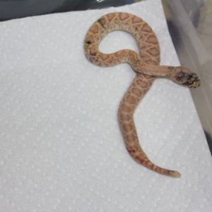 Calico Albino Eastern Diamondback