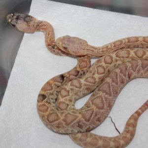 Calico Albino Eastern Diamondback