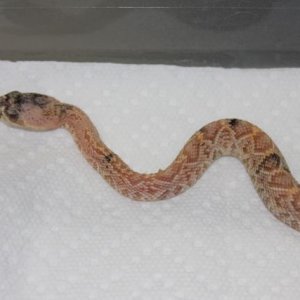 Calico Albino Eastern Diamondback