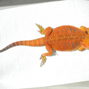 FOR SALE 5 QUALITY BEARDED DRAGONS