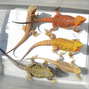 FOR SALE 5 QUALITY BEARDED DRAGONS