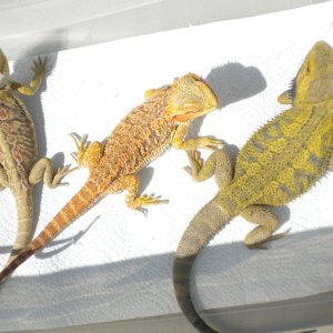 FOR SALE 5 QUALITY BEARDED DRAGONS