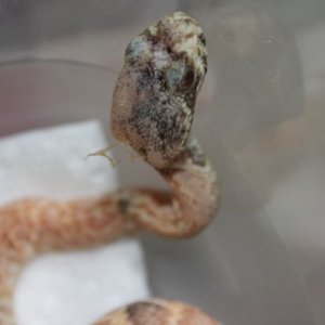 New Eastern Diamondback Morph