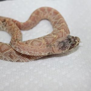New Eastern Diamondback Morph