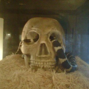 His name is bug