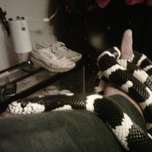 cal.kingsnake black and white strips