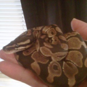 baby ball