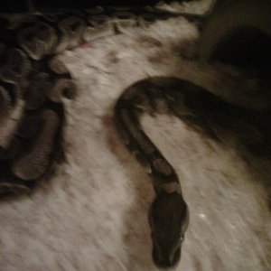 Two of my bigger pythons