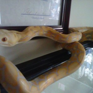 Male albino  Purple Tiger Retic