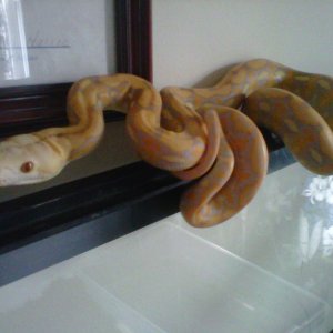 Male albino  Purple Tiger Retic