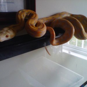 Male albino  Purple Tiger Retic