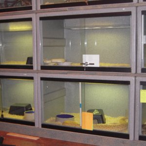 Reptile set up