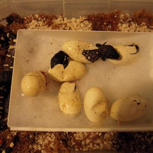 Hatching Beaded Lizards