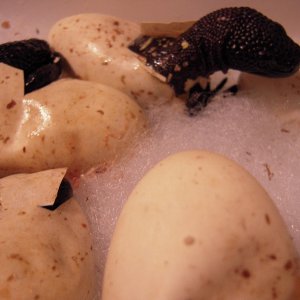 Hatching Beaded Lizards