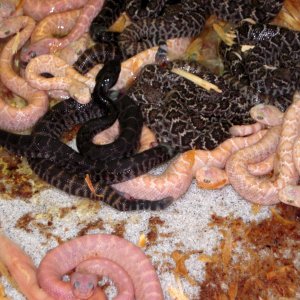 C.atrox