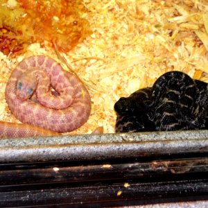 C.atrox